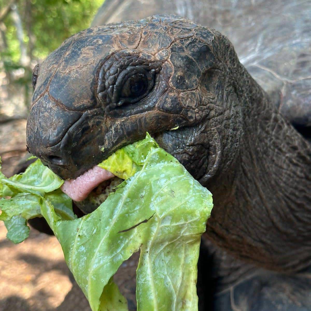 Giant Tortoises