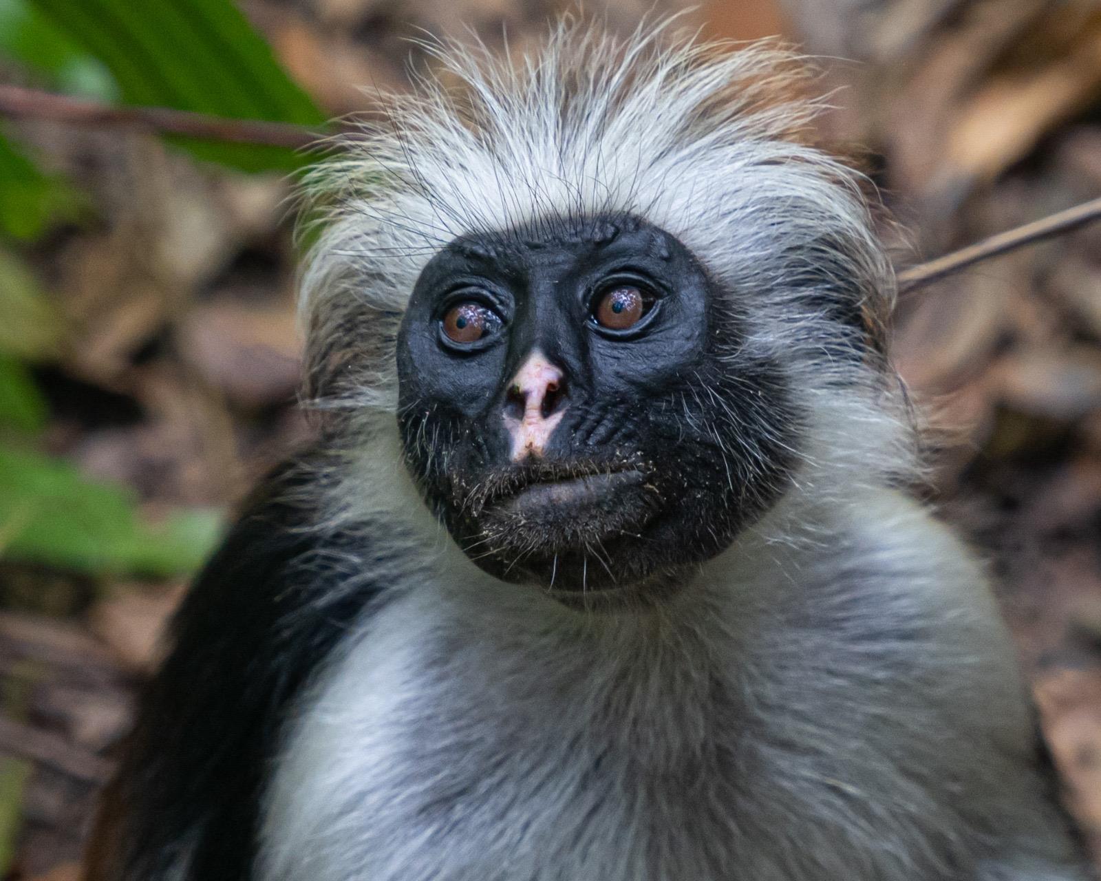 Red Colobus Monkey